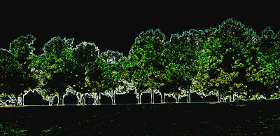 Treeline-by-night.jpg