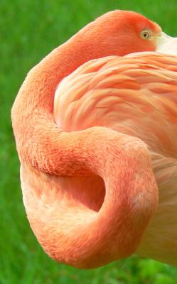 u26/dremeaux/medium/43761321.flamingo.jpg
