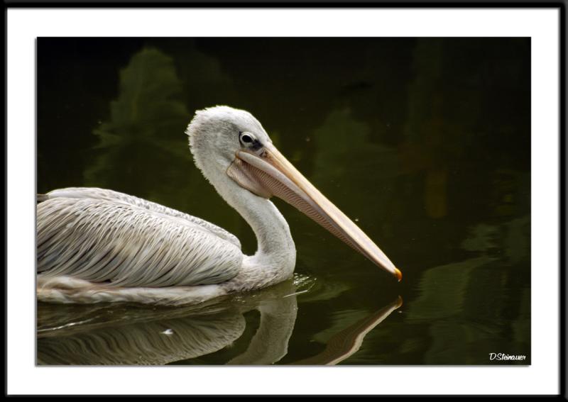 5/16/05 - Name that Bird<br><font size=3>ds20050516_0272awF Pelican.jpg</font>