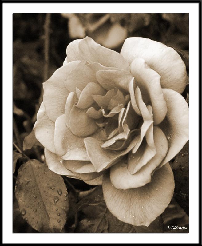 5/18/05 - A Rose is a ... <br><font size=3>ds20050513_0029acwF Rose.jpg</font>