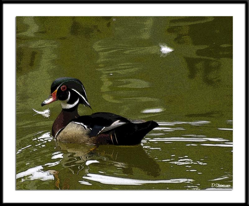 ds20050516_0251a2wF Wood Duck.jpg