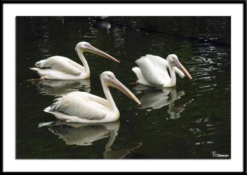 5/29/05 - Pas de Trois Plicans<br><font size=3>ds20050516_0322awF Pelicans.jpg</font>