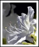 5/9/05 - Azalea Antennae<br><font size=3>ds20050509_0030awF Azalea.jpg</font>