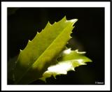 5/31/05 Holly, holly, holly<br><font size=3>ds20050529_0079awF.jpg</font>
