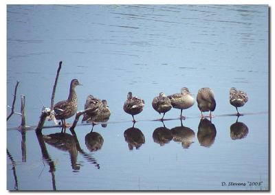 Ducks in a row.