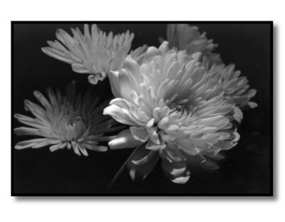 Chrysanthemum