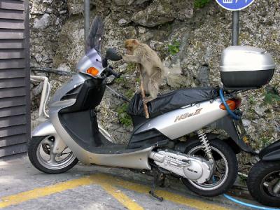 Monkey adjusting his Motorcycle Mirror - Gibralter