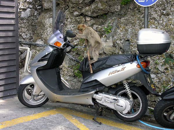 Monkey adjusting his Motorcycle Mirror - Gibralter