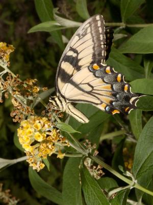 Butterfly 1647 (V22)