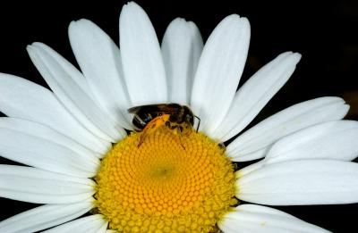 Bee on daisy 0406 (V47)
