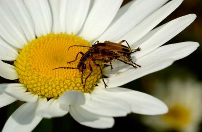 Bugs on daisy 0413 (V47)