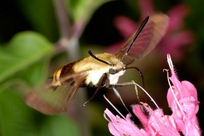 Snowberry Clearwing (Hemaris diffinis) moth 1826 (V39)