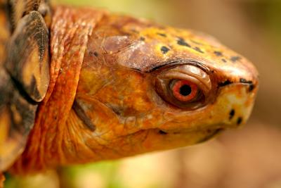 Turtle face 0478 (V47)