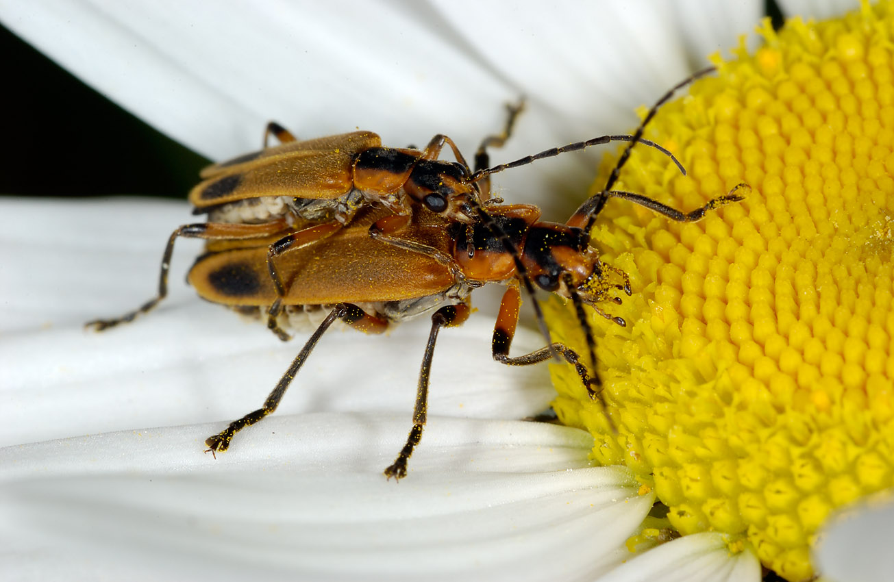 Bugs on daisy 0409 (V47)