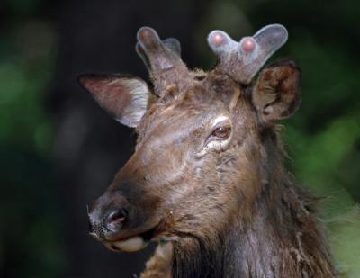 boy elk02a.jpg