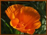 California Poppy