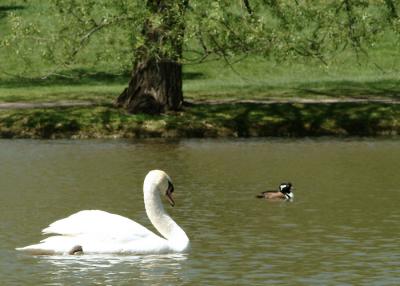 Swans 2005