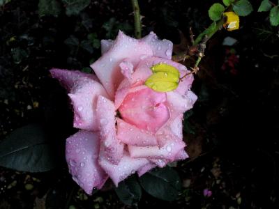 IMG_1724.jpg