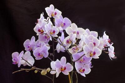 5/10/05 - Orchids