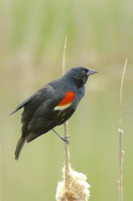 5/12/05 - Male Red Winged Blackbird