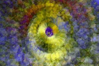 5/14/05 - Pansy Multiple Exposure