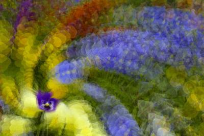 5/14/05 - Pansy Multiple Exposure