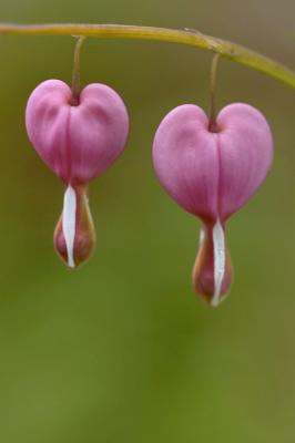 5/15/05 - Bleeding Hearts