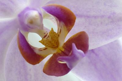 5/24/05 - Moth Orchid