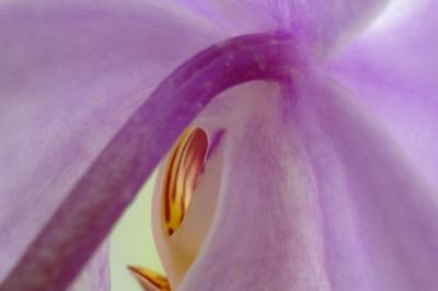 5/24/05 - Moth Orchid Macro - Start Year 2