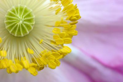 5/27/05 - Poppy Macro