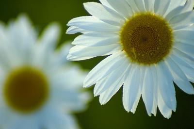 5/29/05 - Oxeye Daisy