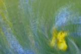 5/21/05 - Iris Impression