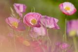 5/22/05 - Poppy Shoot Through
