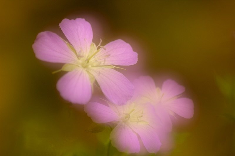 5/11/05 - Wild Geranium