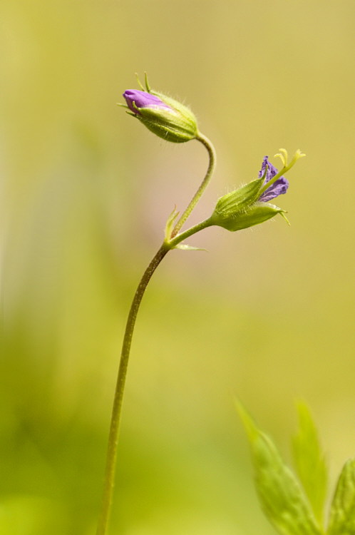 5/11/05 - Wild Geranium