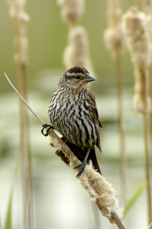 5/12/05 - Female Red Winged Blackbird