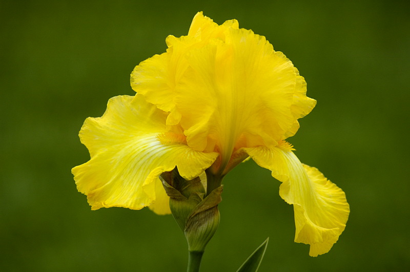 5/13/05 - Bearded Iris