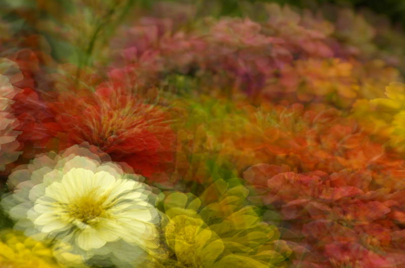 5/15/05 - Potted Zinnias