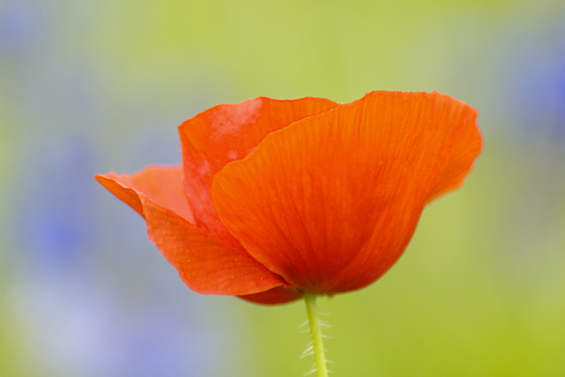 5/17/05 - Red Poppy