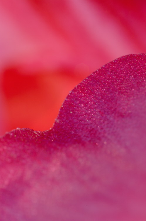 5/22/05 - Backlit Poppy Macro