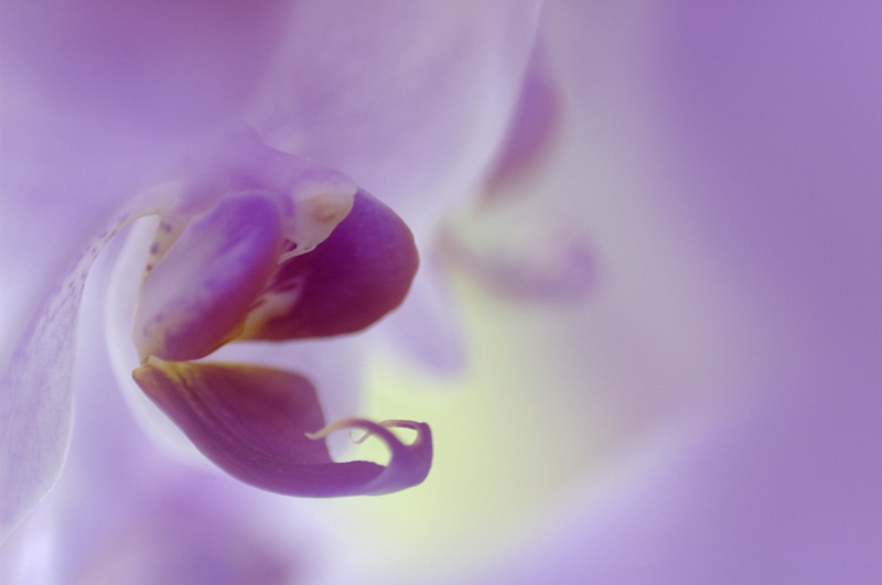 5/24/05 - Moth Orchid