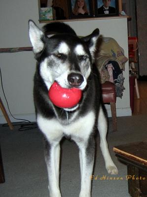 Buddy with ball