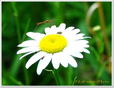 Daisey Bugs