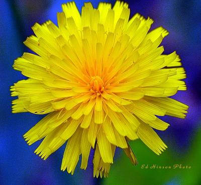 Buttercup