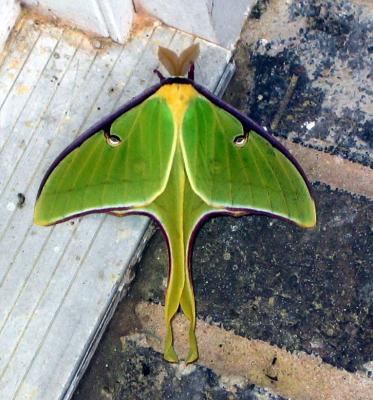 u26/edhinson/medium/43693364.Moth.jpg