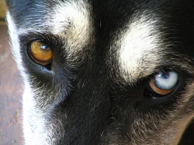 The eyes have it