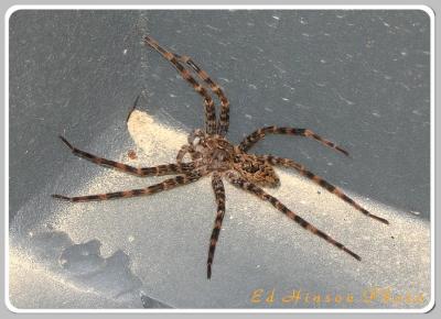 Wolf Spider