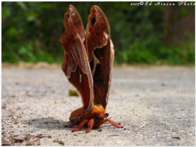 dying Moth