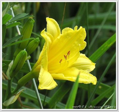 Daylily