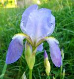 Small Blue Iris